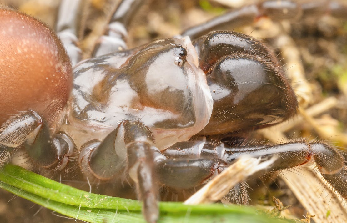 Atypus affinis