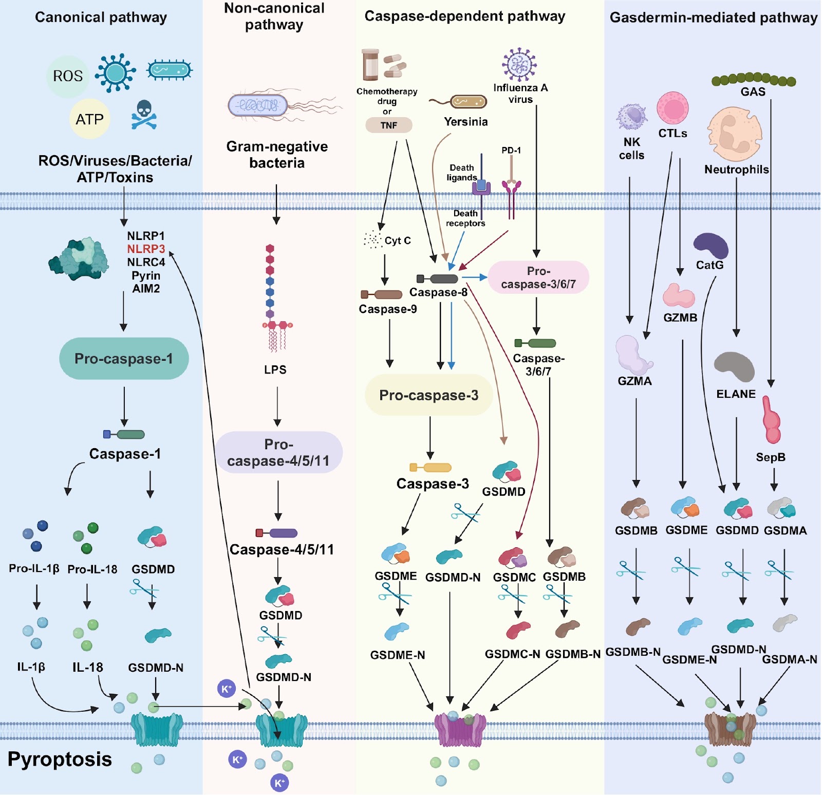 Macrophage pyroptosis in atherosclerosis: therapeutic potential