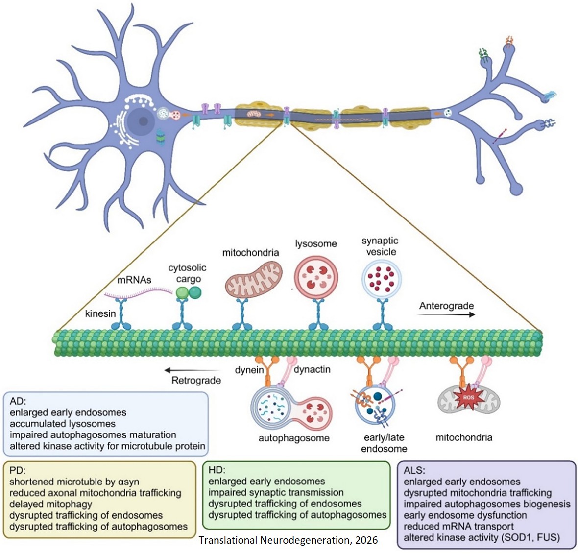 Axonopathy: mechanisms and potential therapeutic targets for neurodegenerative diseases