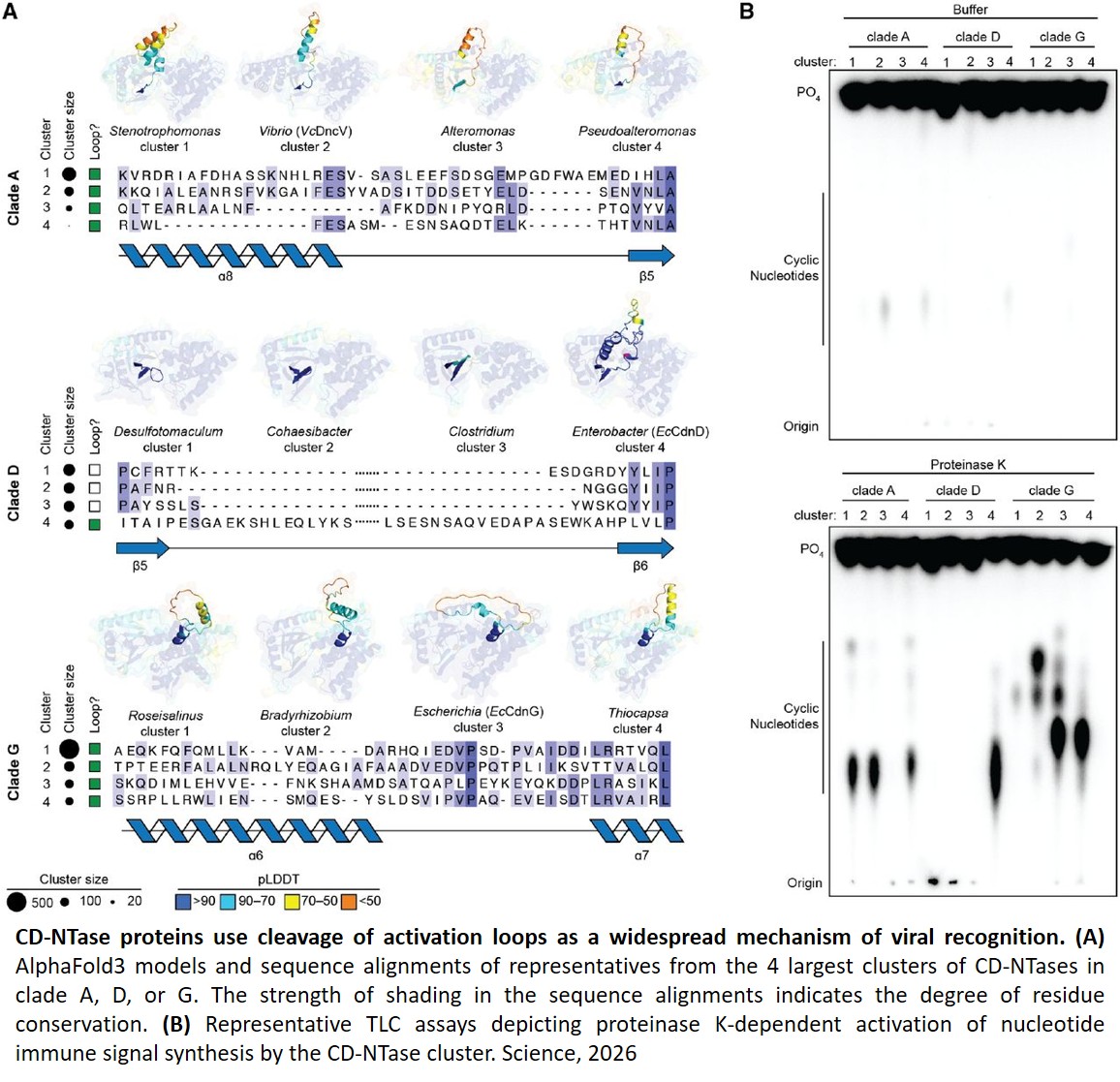 Phage protease enzymes activate CBASS antiphage immunity