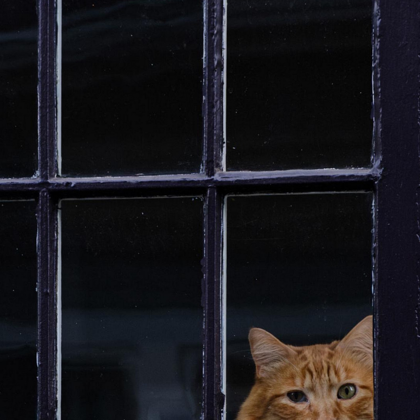 Download Ginger Cat Behind Window Pane Full HD iPhone
