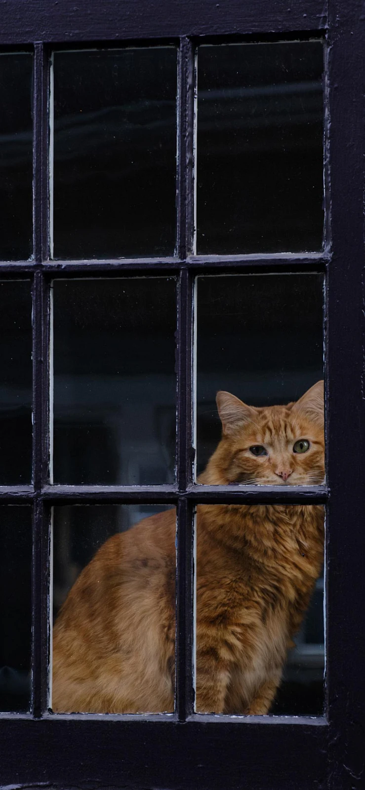 Ginger Cat Behind Window Pane - Candid Pet Portrait Full HD iPhone Wallpaper (1090x2360)