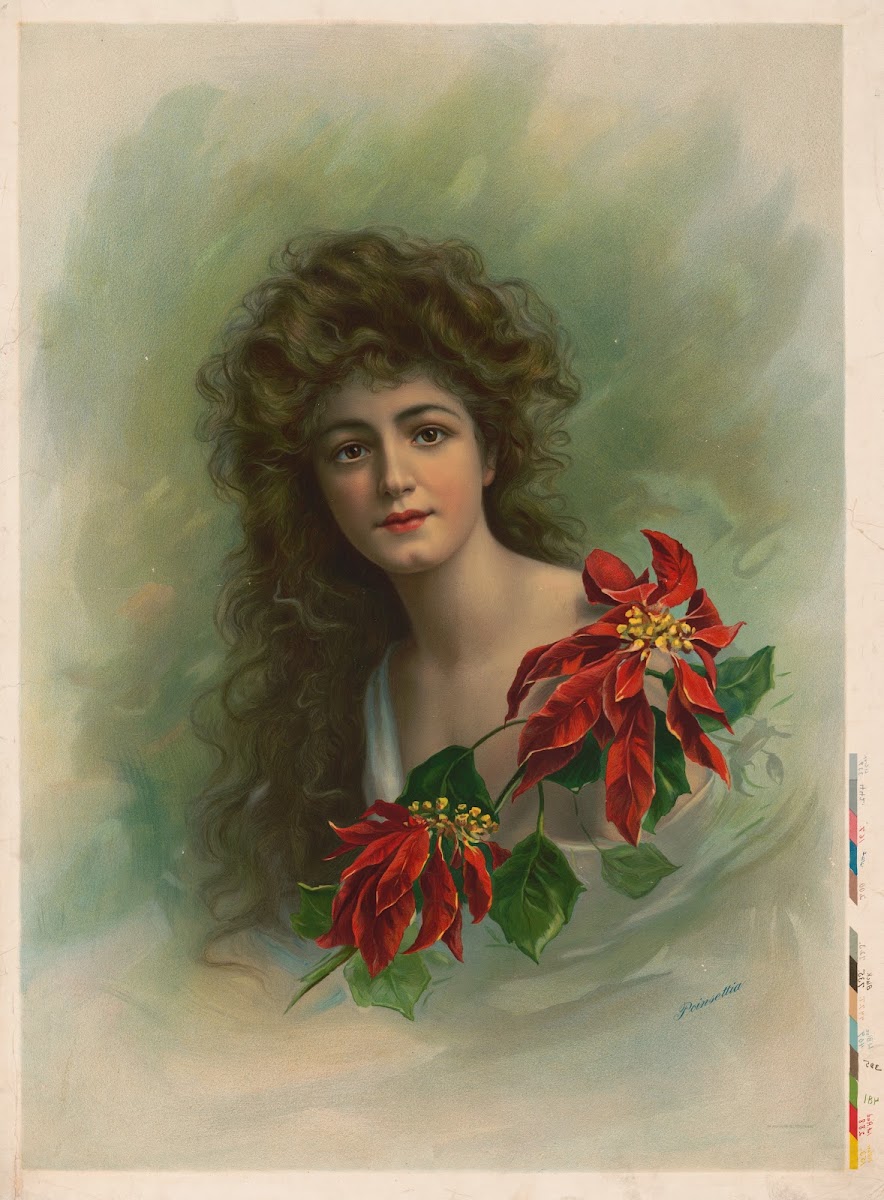 Poinsettia 1910
