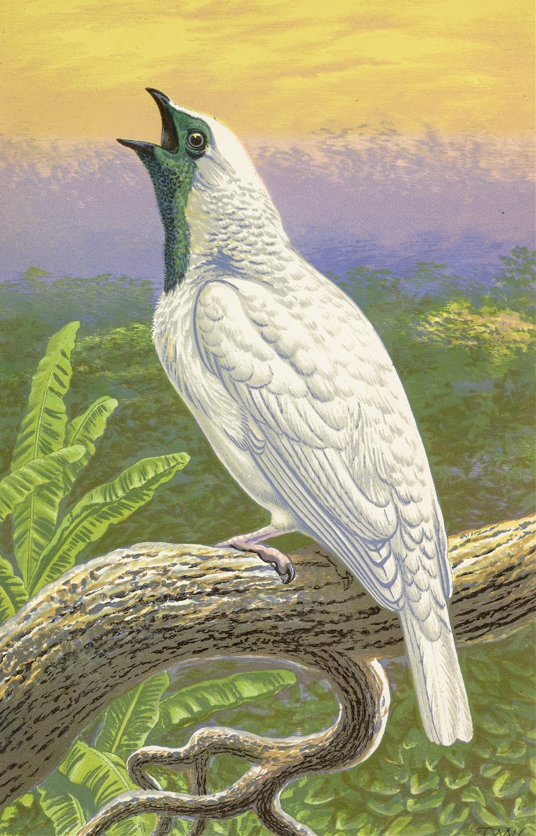 Naked Throated Cotinga 1871