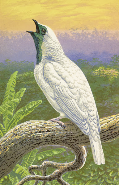 Naked Throated Cotinga 1871