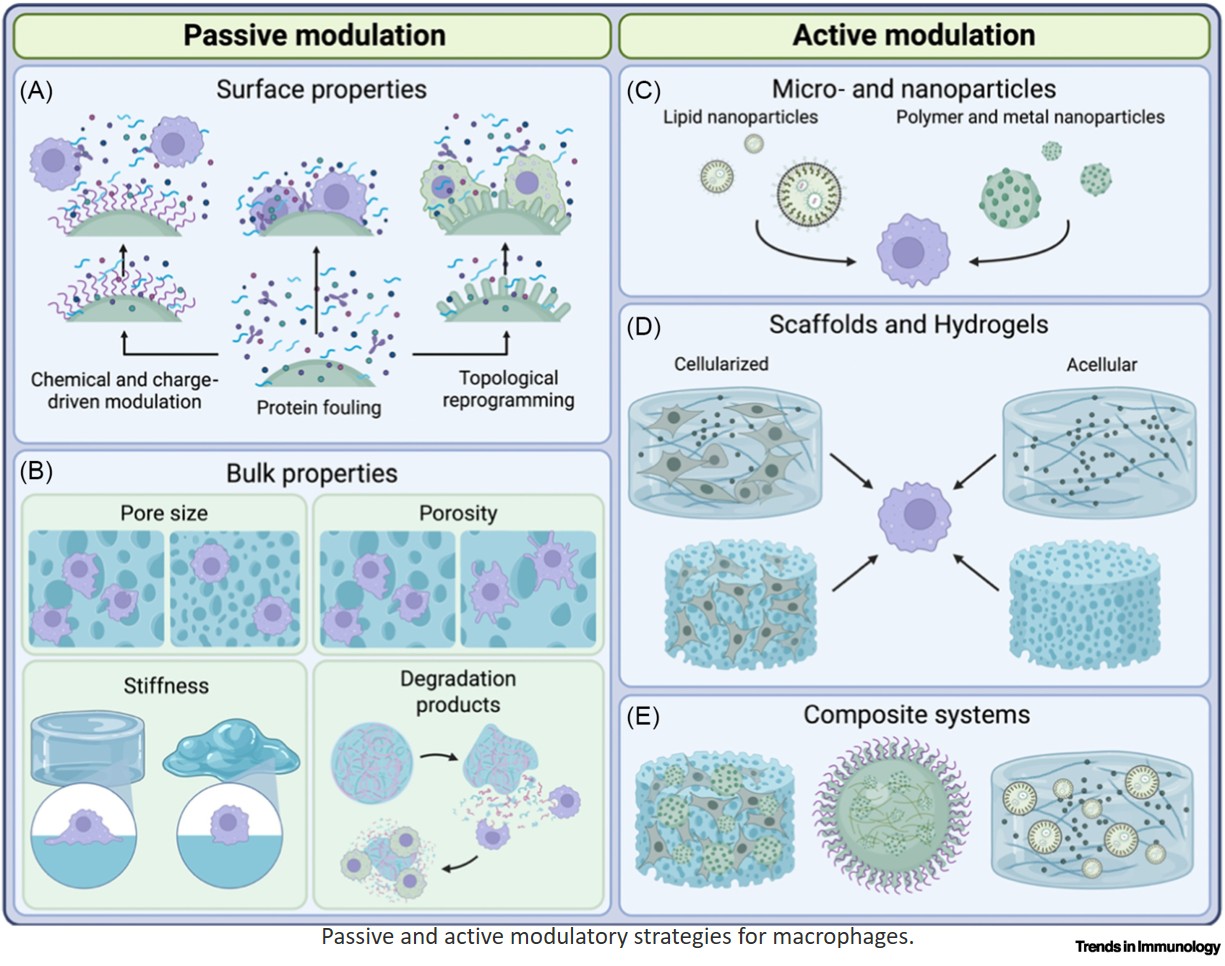 Biomaterial-guided macrophage modulation: Therapeutic engineering of immune microenvironments
