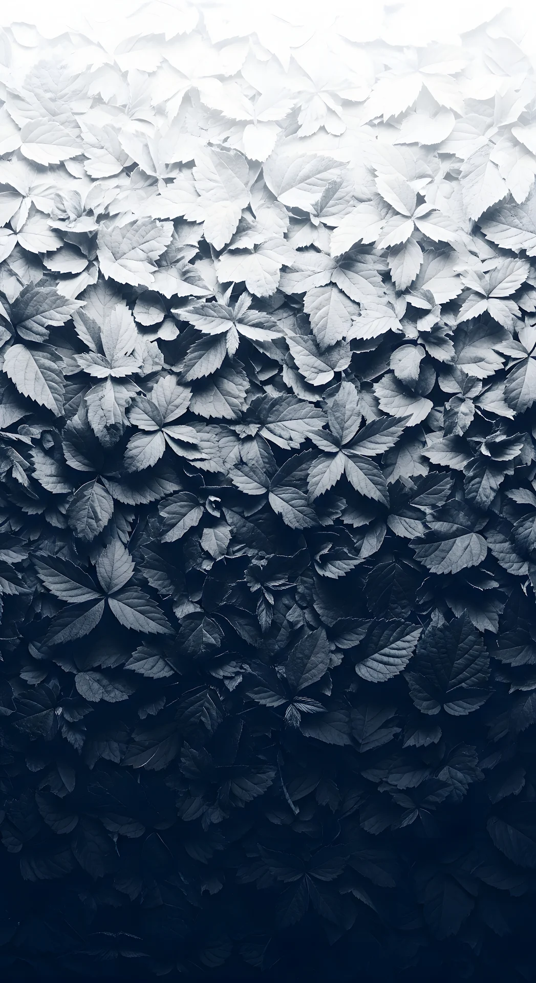 Monochromatic Leaf Gradient Texture Black to White - Free 4K mobile Wallpaper