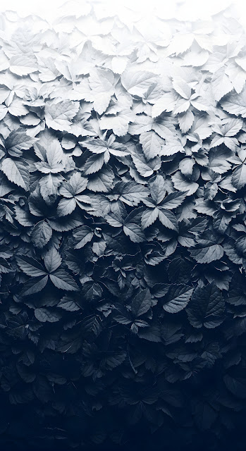 Monochromatic Leaf Gradient Texture Black to White - Free mobile Wallpaper