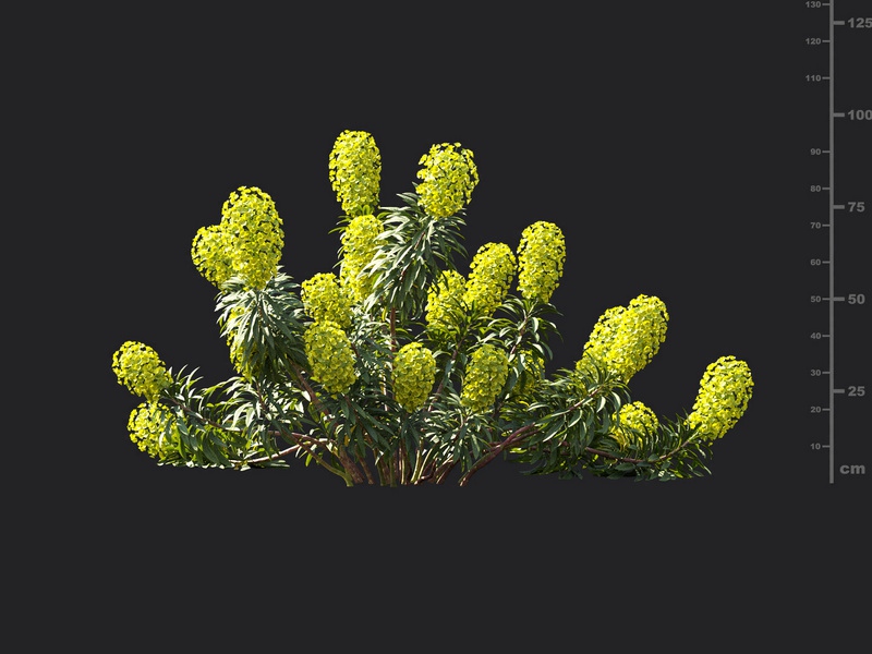 Maxtree - Plant Models Vol.119
