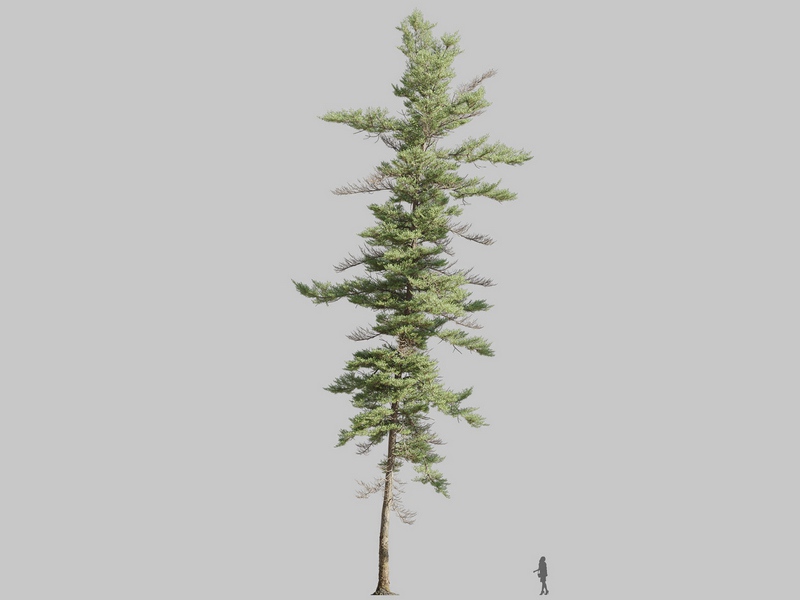 Maxtree - Plant Models Vol.126