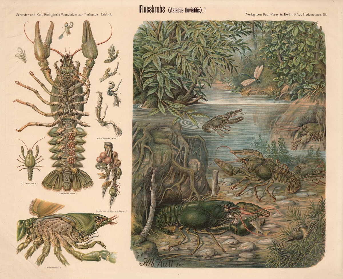 Crayfish Astacus fluviatilis