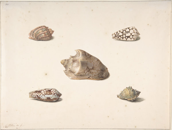 Five Shells