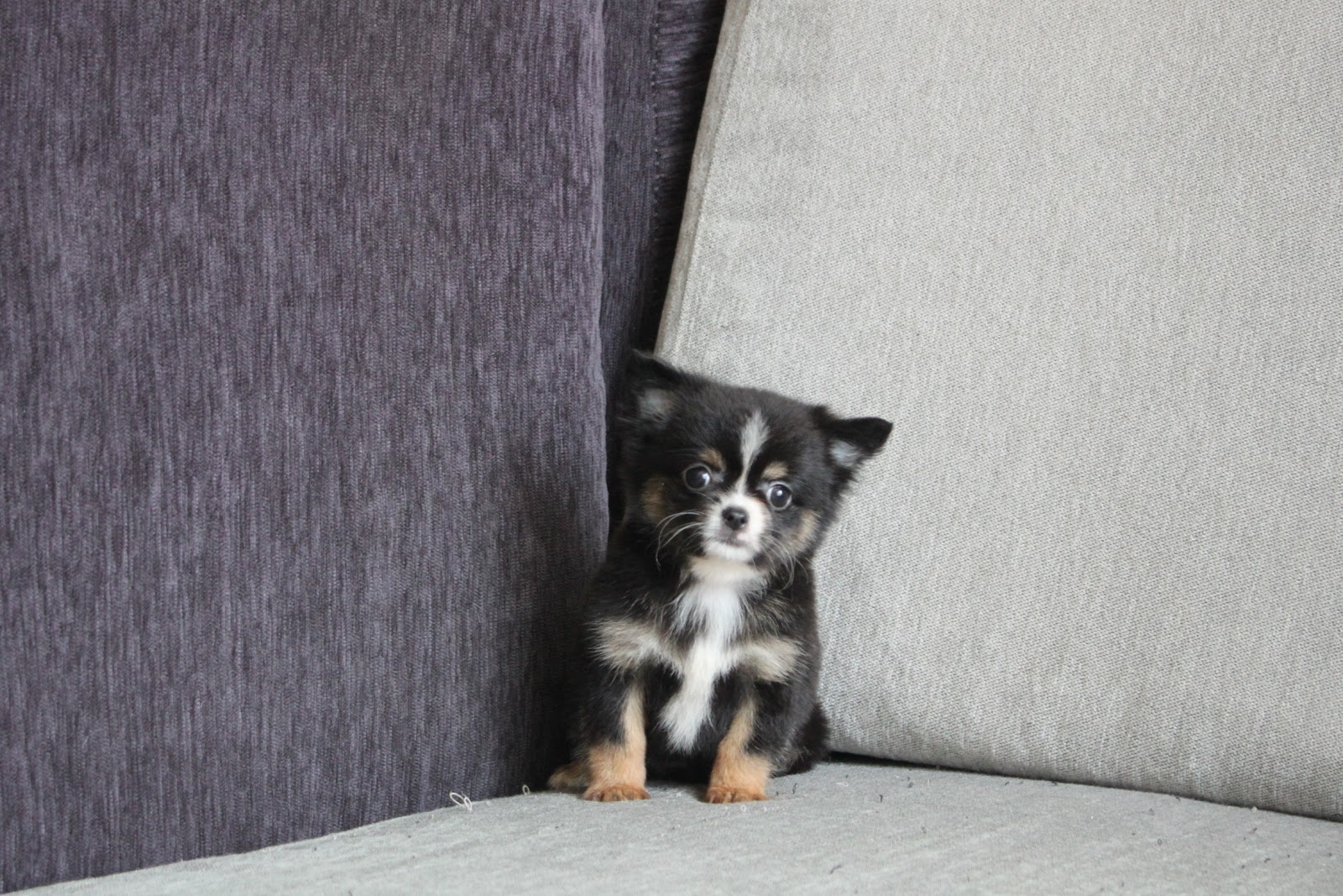 1/5出生 1號優質迷你長毛吉娃娃黑領巾妹妹