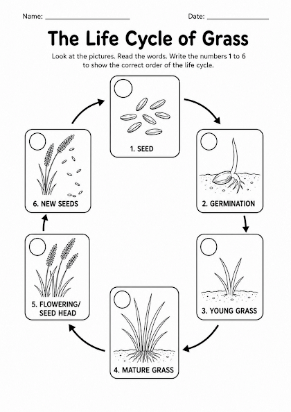 Grass Life Cycle Worksheet