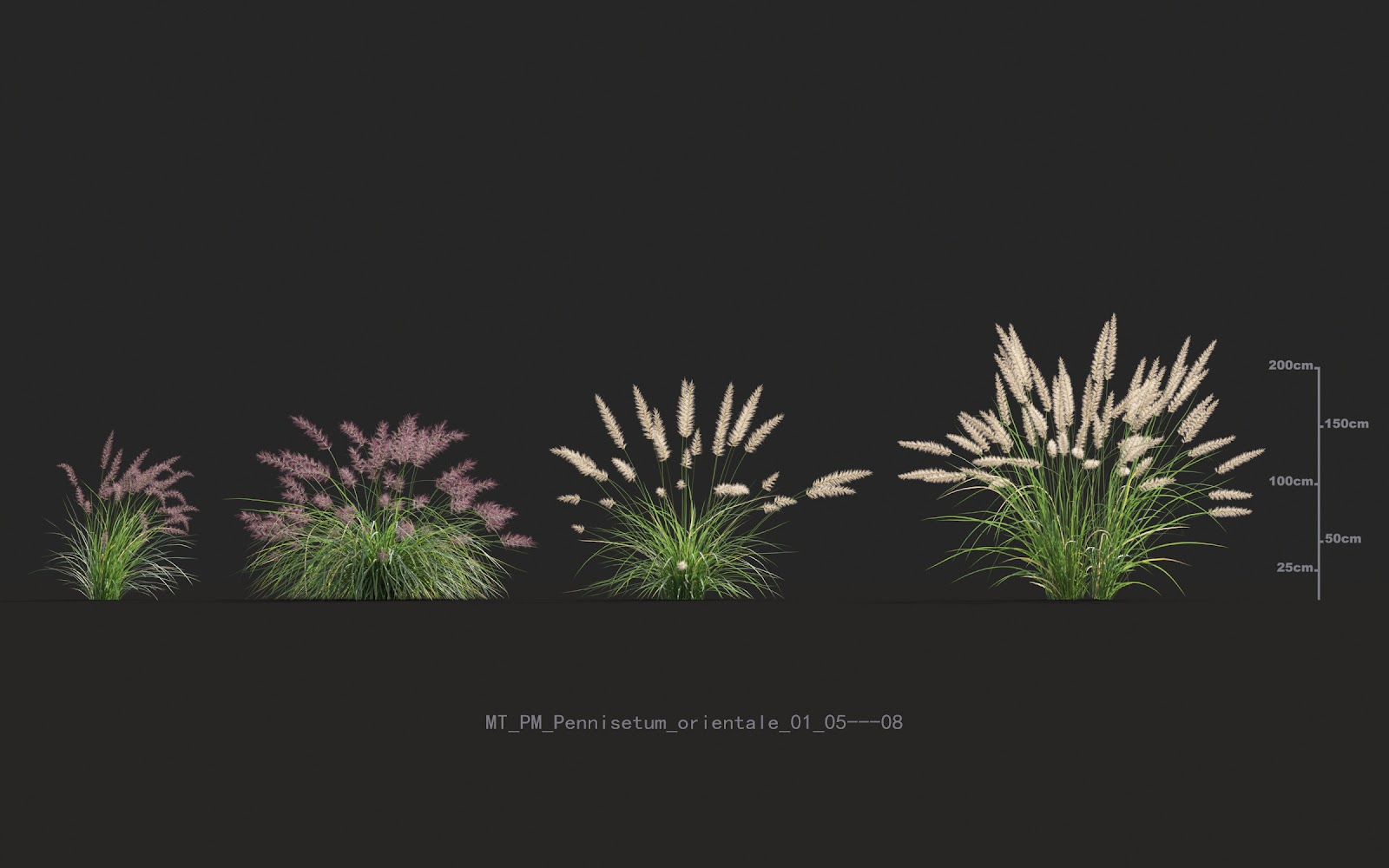 Maxtree - Plant Models Vol.20