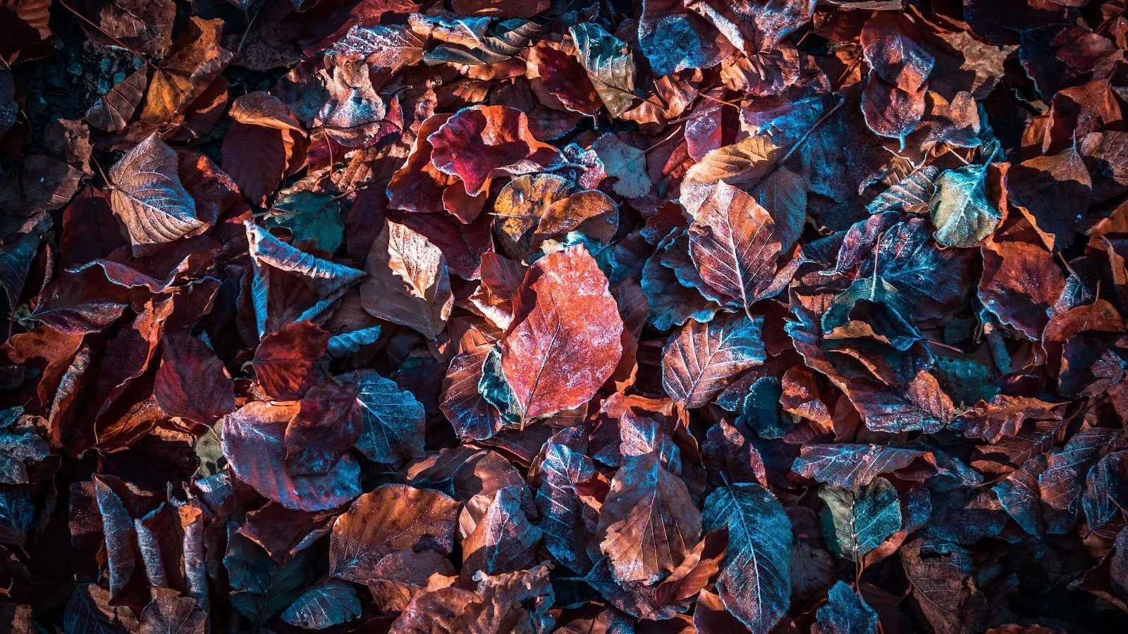 Autumn Leaves 5K Desktop Wallpaper
