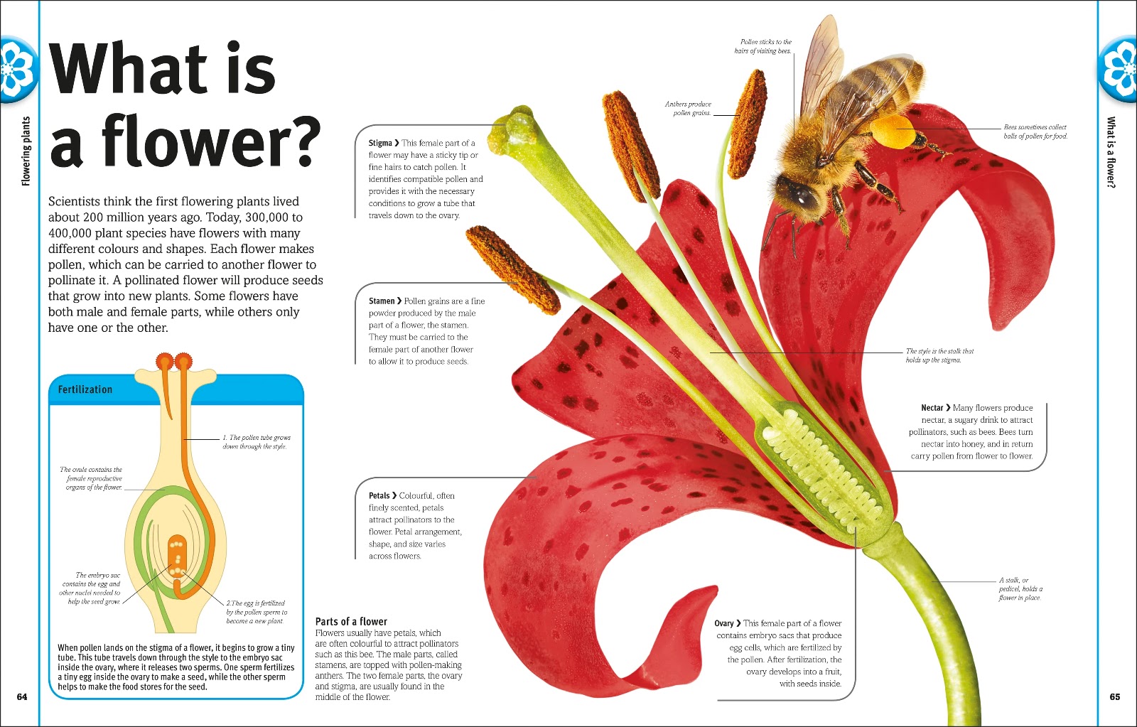 Our World in Pictures: Trees, Leaves, Flowers & Seeds — gambar 4