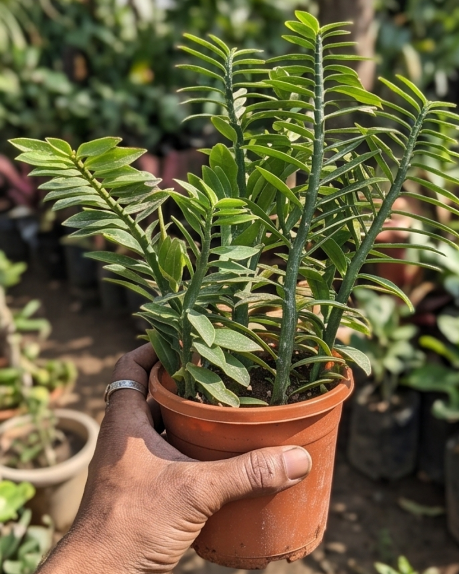 Devil's Backbone Plant Indoor — view 6