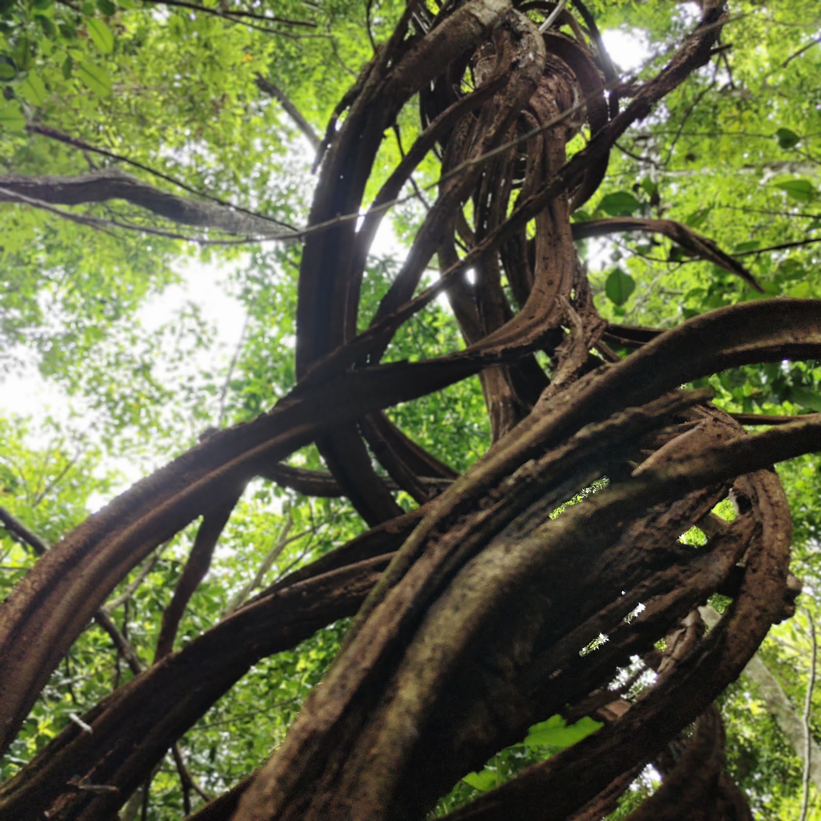 Jungle Foraging & Fire-Building — photo 6