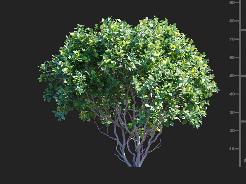 Maxtree - Plant Models Vol.112