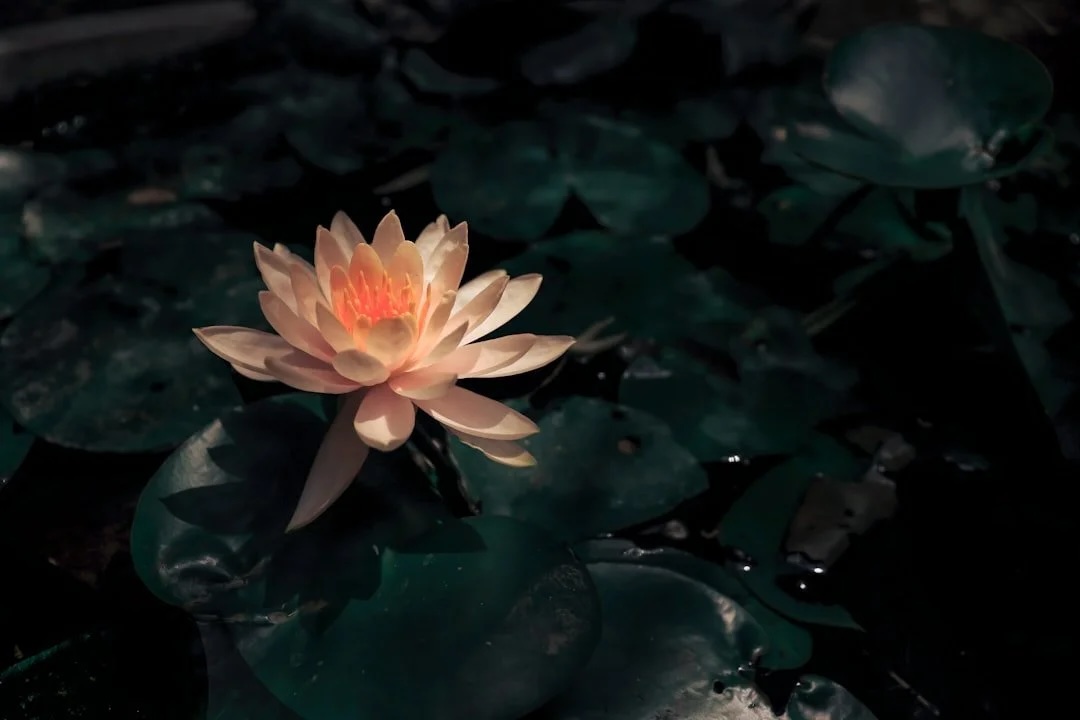 Floating lily flower