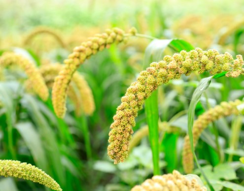 Foxtail Millet