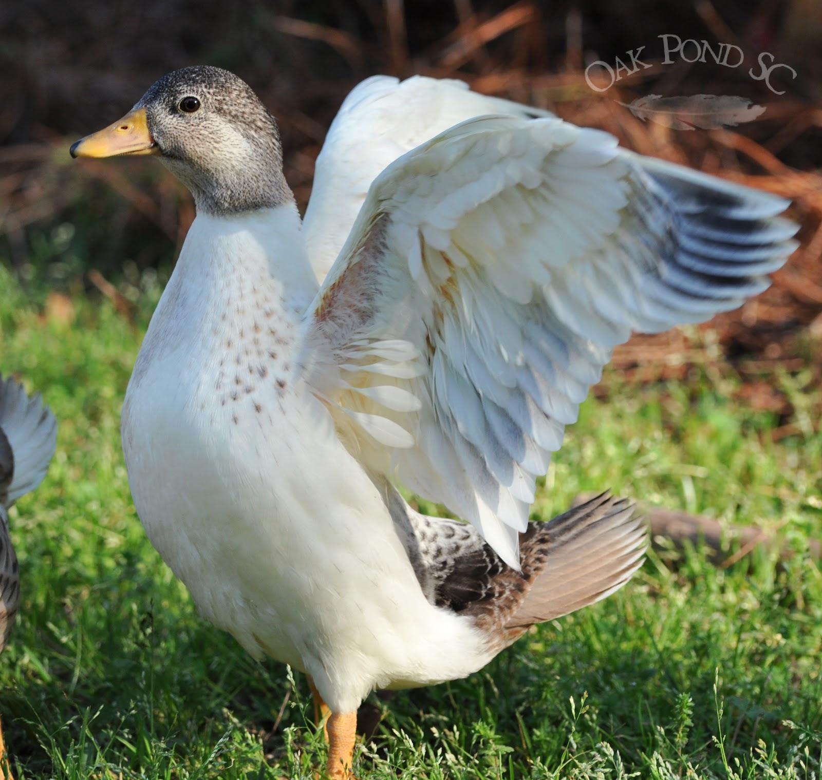 Duck, Goose & Chicken Hatchery | Metzer Farms, California