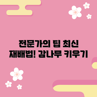 감나무, 감나무 재배, 감나무 관리, 감나무 심기, 감 열매🍊