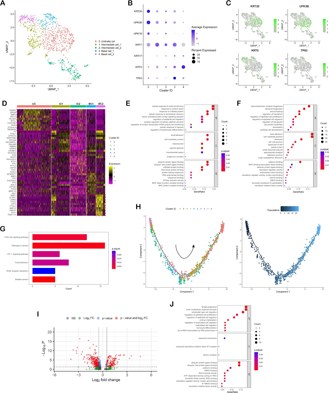 KRT5high TP63-expressing urothelial basal cells act as a driver to bladder urothelium regeneration in rabbit