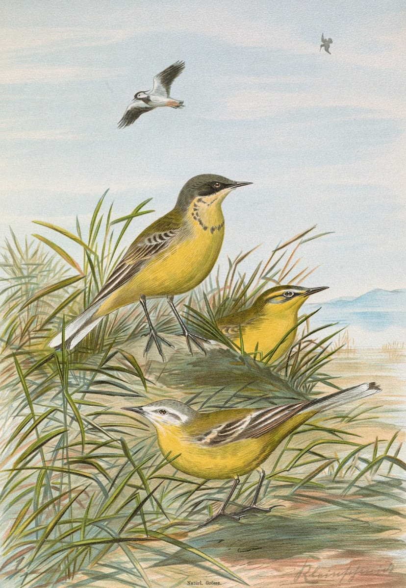Budytes taivanus Swinhoe Budytes flavus beema Sykes Budytes flavus borealis Sund