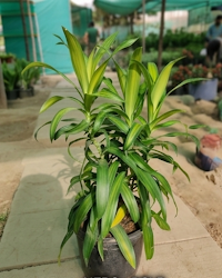 Dracaena Green Indoor Plant
