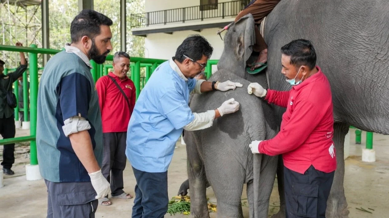 Petugas konservasi sedang melakukan pemantauan kesehatan satwa liar di habitat aslinya di Indonesia.
