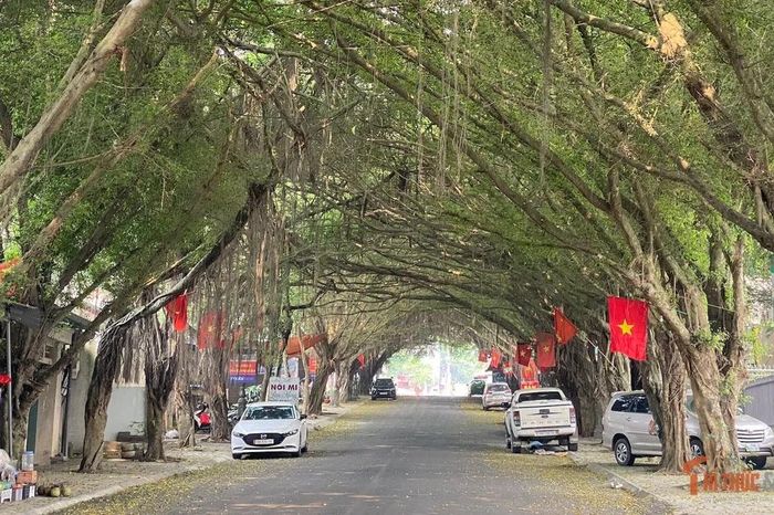 Con đường rặng si phủ bóng xanh mát quanh năm tại Đền Hùng - Báo Tri thức &amp; Cuộc sống