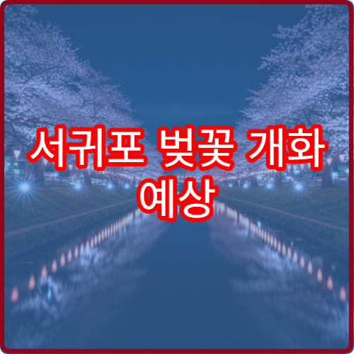 서귀포 벚꽃 개화 예상 제주 벚꽃 언제 필까