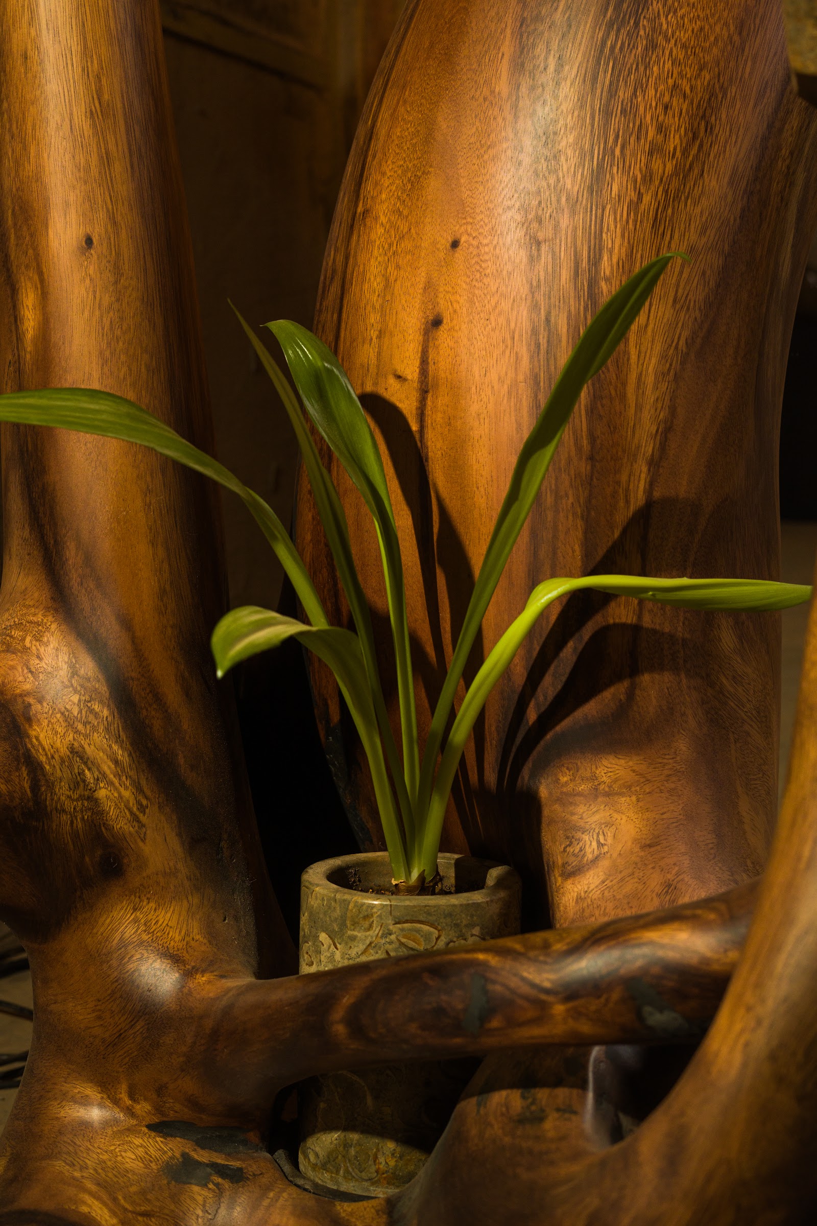 Elemental Balance, studio view 5