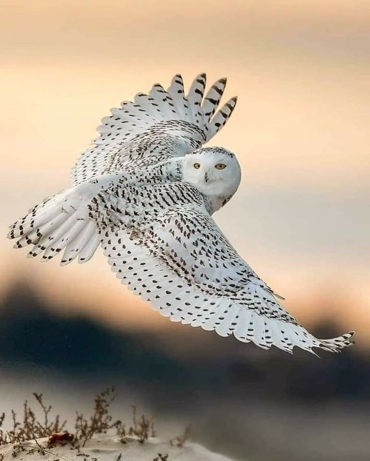 White Owl Picture