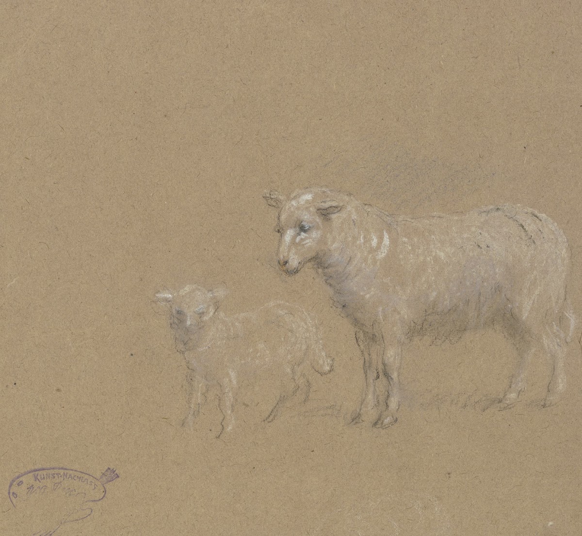 Sheep and lamb