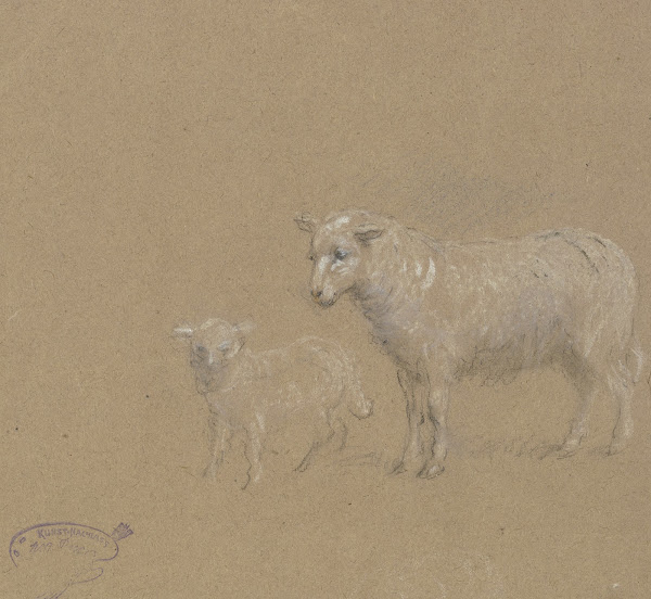 Sheep and lamb