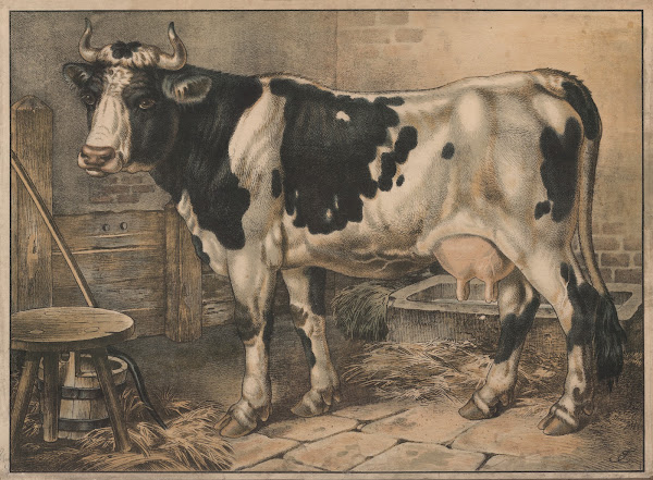 Cow 1910