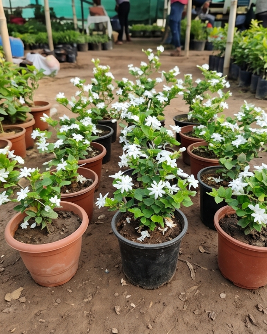 Aromatic Jui Plant — view 3