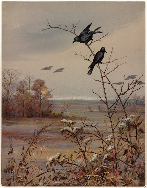 Fidelia Bridges
