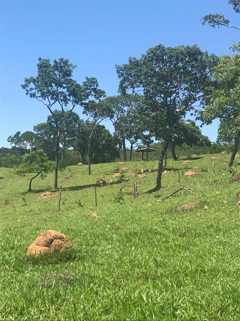 Fazenda em Bela Vista de Goiás - GO 7