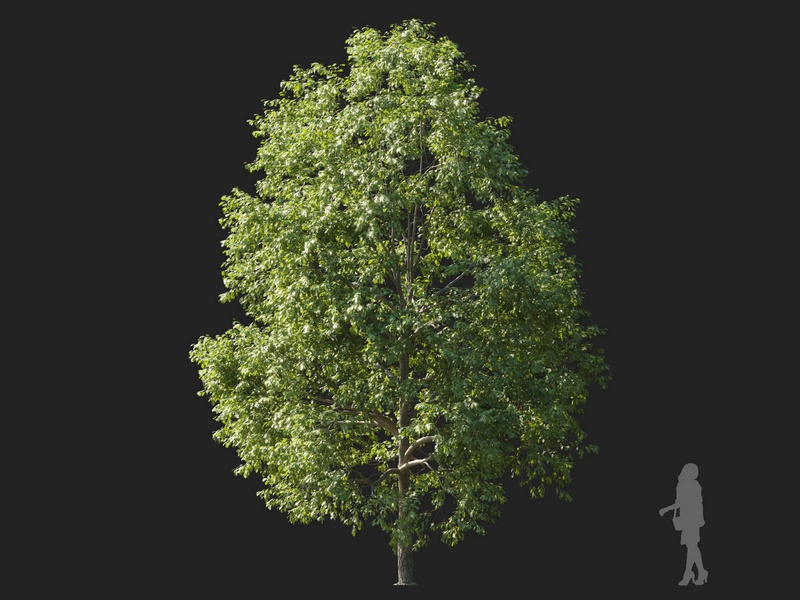 Maxtree - Plant Models Vol.127