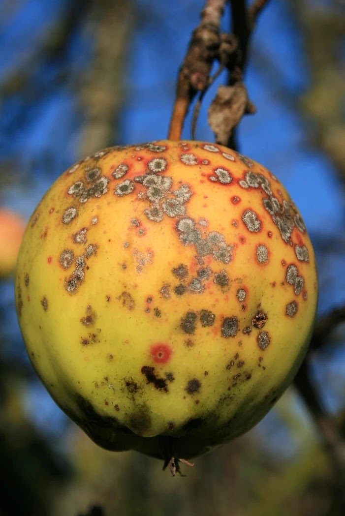 사기 유형별 명제 구조 비교와 논리적 취약점 분석