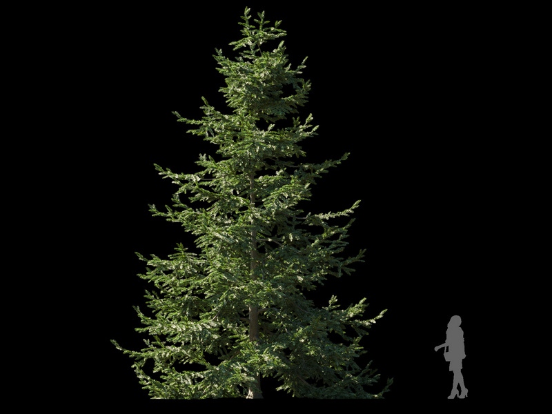 Maxtree - Plant Models Vol.120