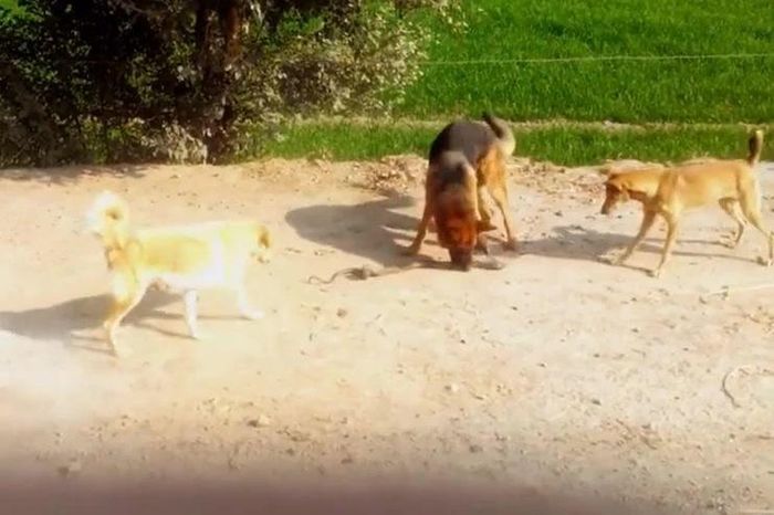 Rắn hổ mang tử chiến với 3 chó nhà, cái kết khiến nhiều người rùng mình - Tạp chí Doanh Nghiệp Việt Nam