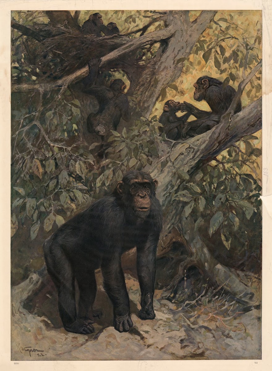 Chimpanse 1913