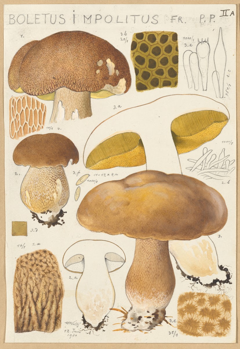 Boletus impolitus 1915 1945