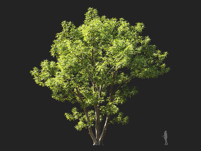 Maxtree - Plant Models Vol.132