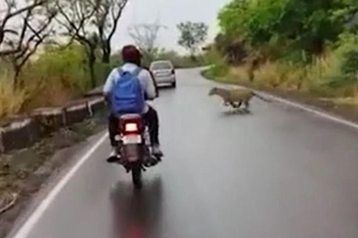 Đối đầu báo hoa mai giữa đường rừng, hai thanh niên đi xe máy phanh gấp thoát nạn - Tạp chí Doanh Nghiệp Việt Nam